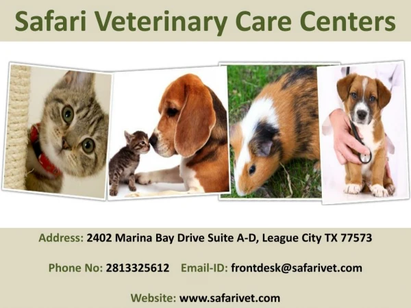 Are you looking for a veterinary care in League City, TX?