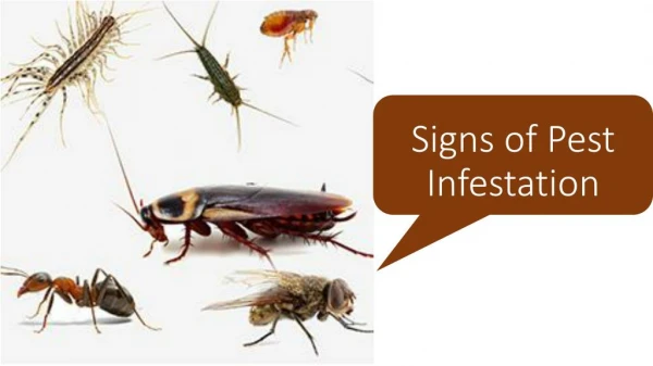 Signs of Pest infestation