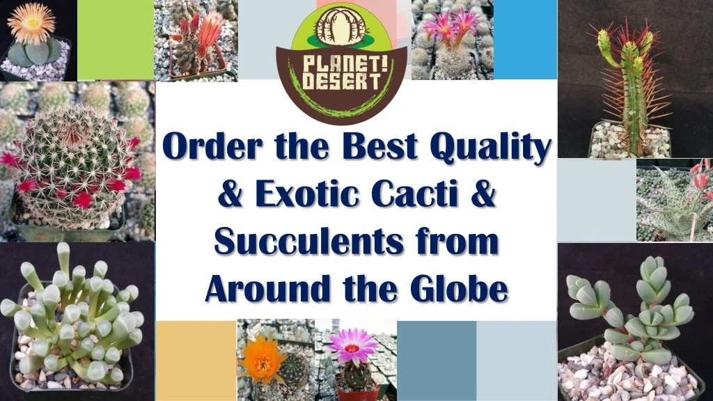 order the best quality exotic cacti succulents