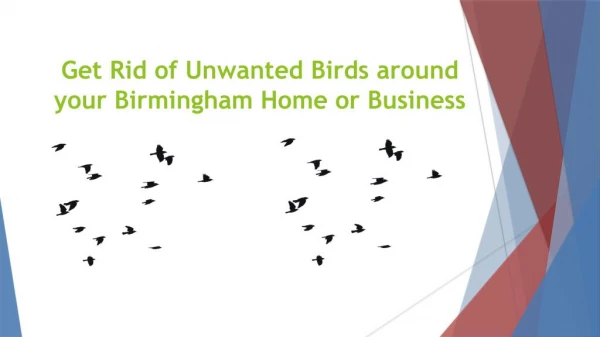 Get Rid of Unwanted Birds around your Birmingham Home or Business