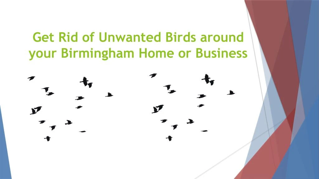 get rid of unwanted birds around your birmingham