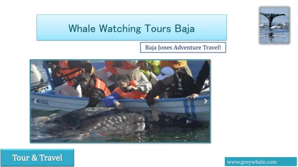 Gray Whale Watching Camp and Tours Baja