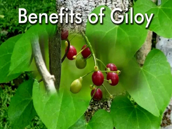 Health Benefits Of Guduchi (Giloy) - Healtheveryday.in