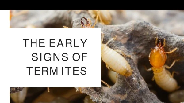 The Early Signs of Termites