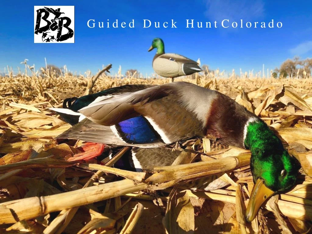 guided duck hunt colorado