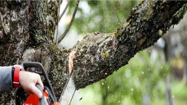 Everything You Need To Know About Tree Removal Explained In Here!