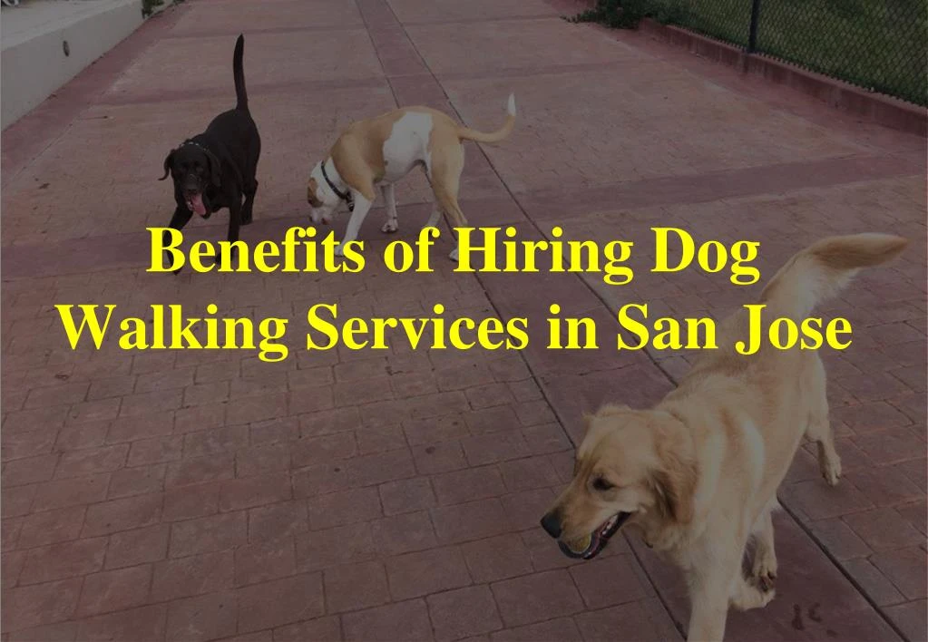 benefits of hiring dog walking services in san jose