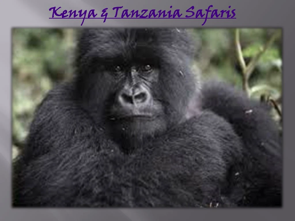 kenya tanzania safaris