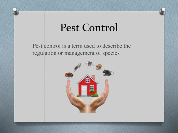 Pest Control Bangalore