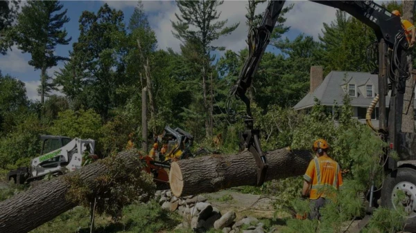 Reason For Choosing Services For Tree Removal Glen Waverley