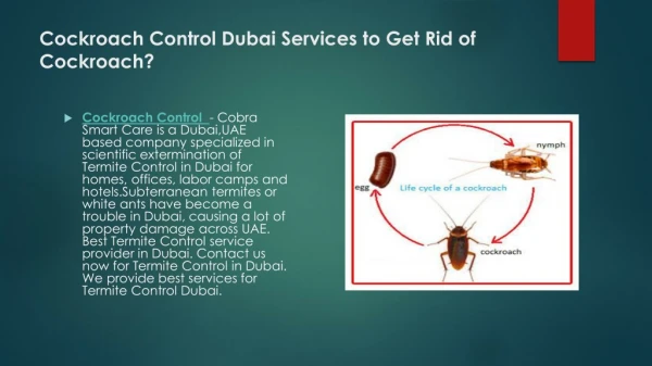 Cockroach control dubai services to get rid of cockroach