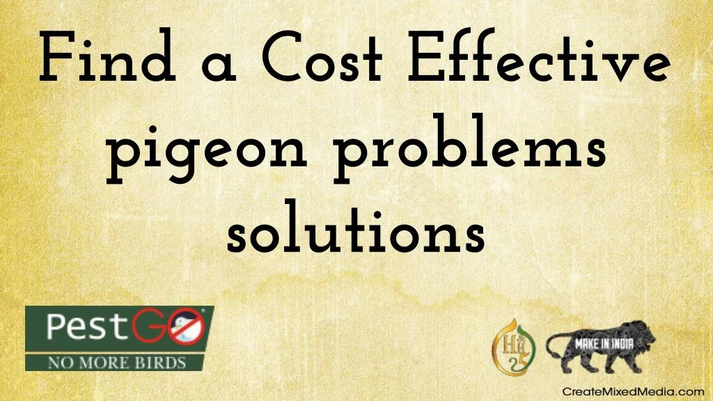 find a cost effective pigeon problems solutions
