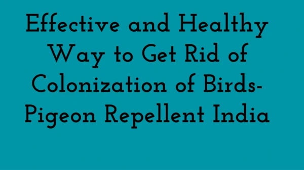 Effective and Healthy Way to Get Rid of Colonization of Birds-Pigeon Repellent India