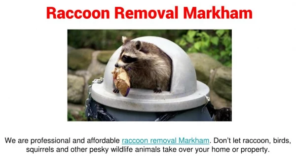 Raccoon, Squirrel Removal Markham | Wildlife Removal Control