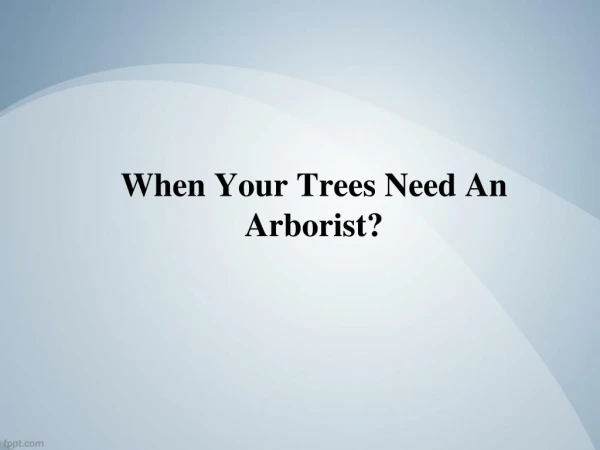When Your Trees Need An Arborist? - MJS Tree and Stump