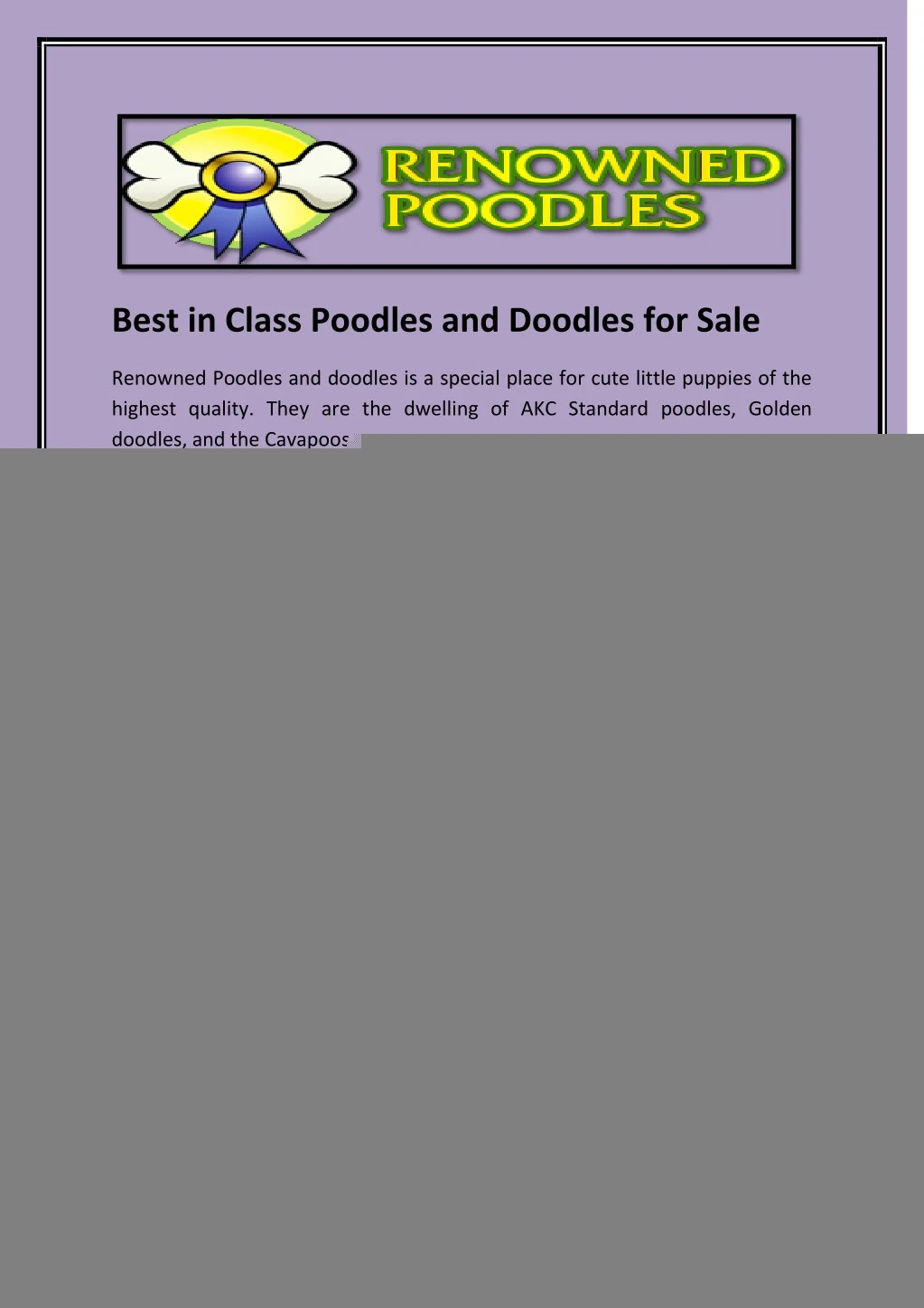 best in class poodles and doodles for sale