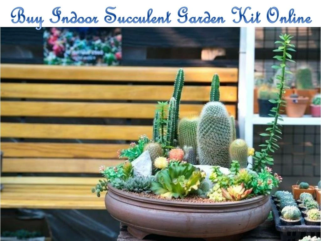 buy indoor succulent garden kit online