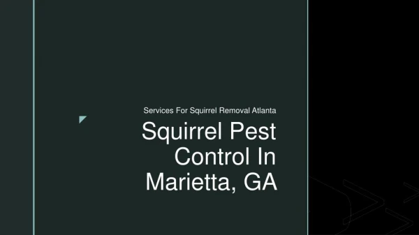 Squirrel Pest Control In Georgia
