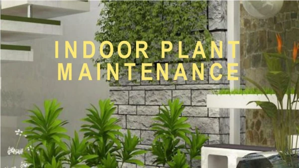 Indoor Plant Maintenance Companies in Dubai