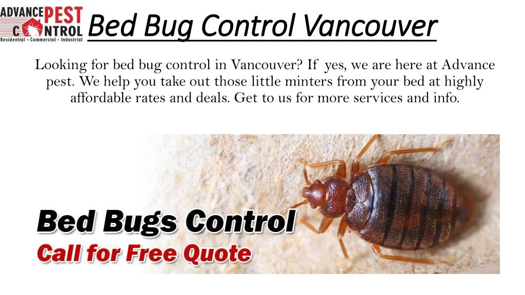 bed bug control vancouver
