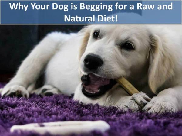 Why Your Dog is Begging for a Raw and Natural Diet!