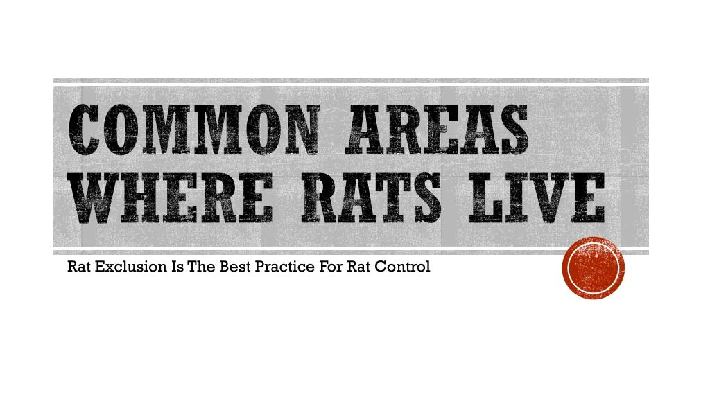 common areas where rats live