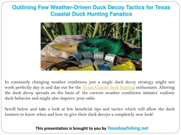 Outlining Few Weather-Driven Duck Decoy Tactics for Texas Coastal Duck Hunting Fanatics