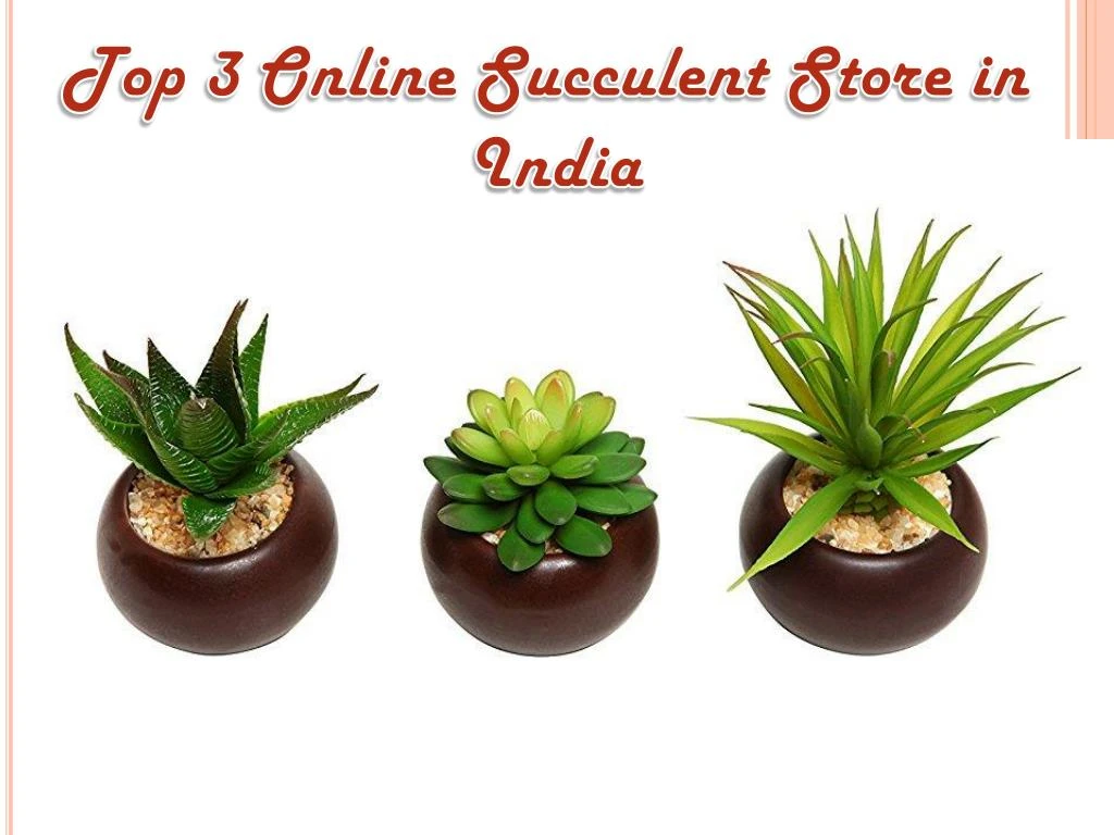 top 3 online succulent store in india