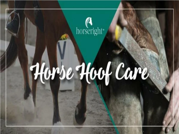 Horse Hoof Care | Horseright