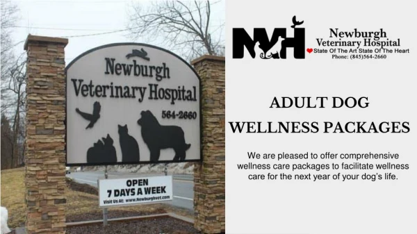 Comprehensive Dog Wellness Plans | Newburgh Veterinary Hospital