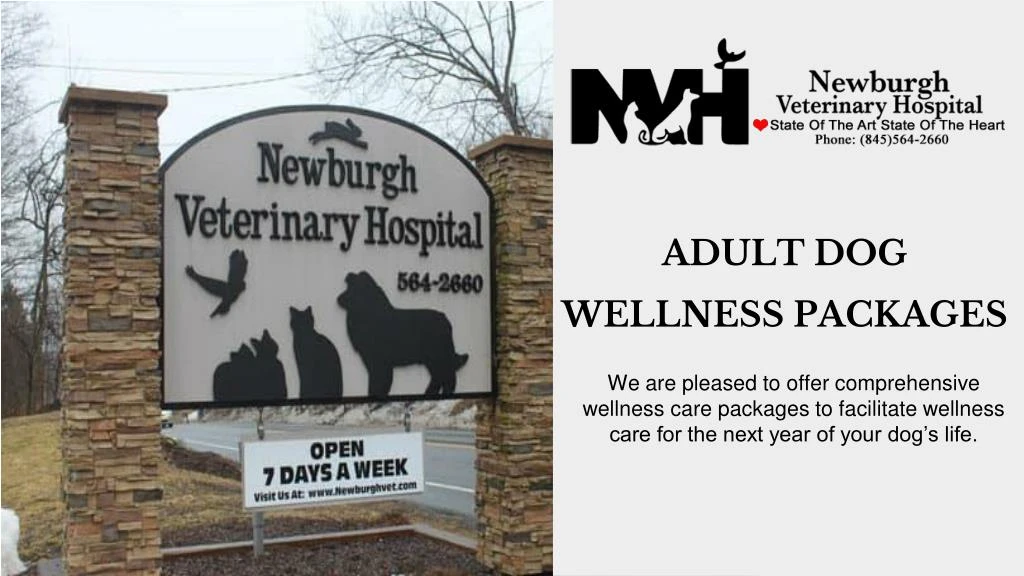 adult dog wellness packages