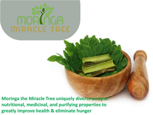 Moringa Miracle Tree Benefits