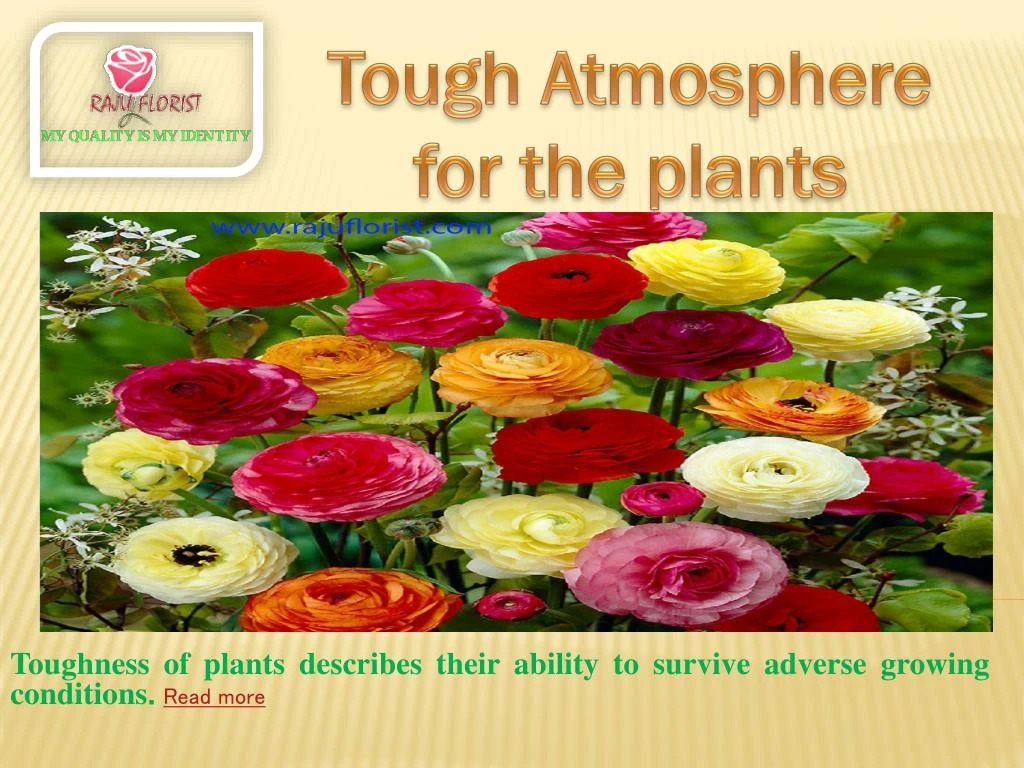 toughness of plants describes their ability to survive adverse growing conditions read more