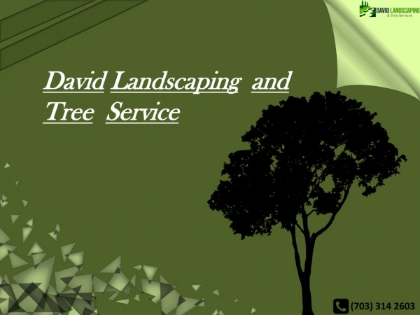 Most Excellent Tree Services | Springfield, VA