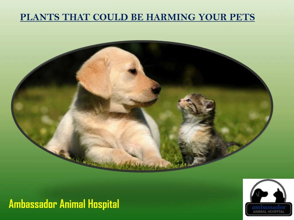 plants that could be harming your pets