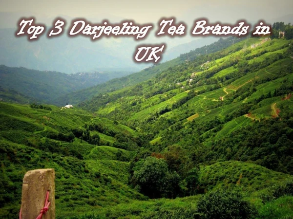 Top 3 Darjeeling Tea Brands in UK