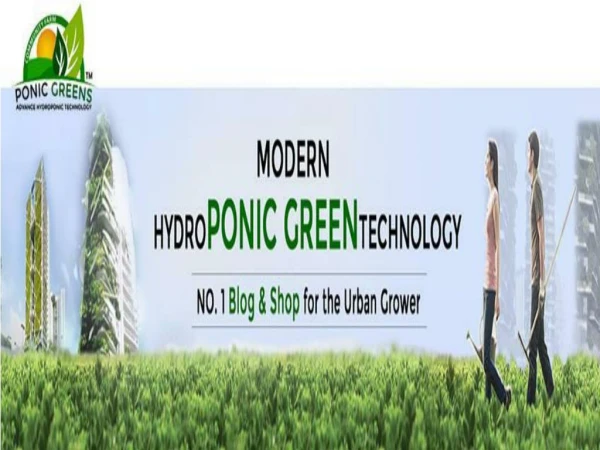 hydroponics plants in delhi-ponicgreen-Roof top gardening in delhi