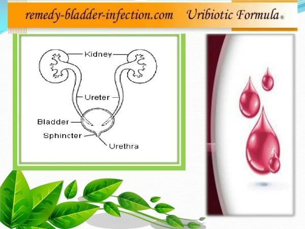 Best natural bladder infection treatment