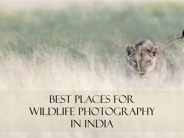 Best Places For Wildlife Photography In India