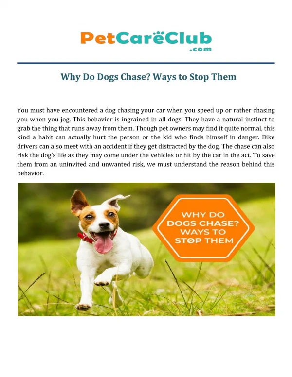 Why Do Dogs Chase? Ways to Stop Them