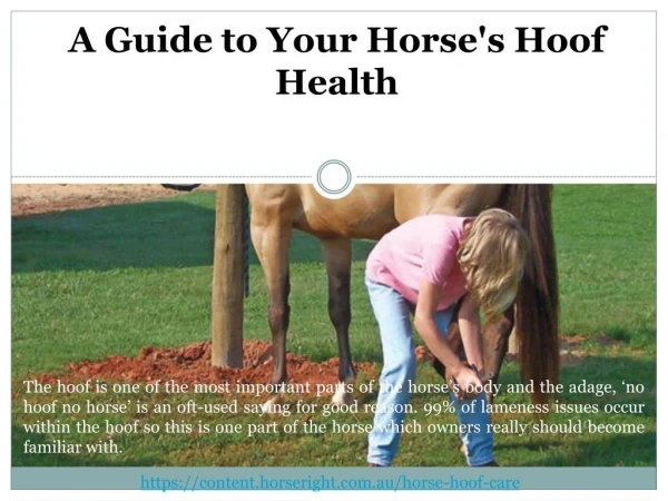 A Guide to Your Horse's Hoof Health
