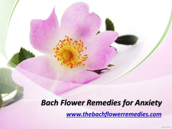 Bach Flower Remedies for Anxiety - www.thebachflowerremedies.com