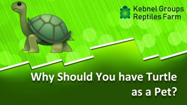 Why Should You have Turtle as a Pet?