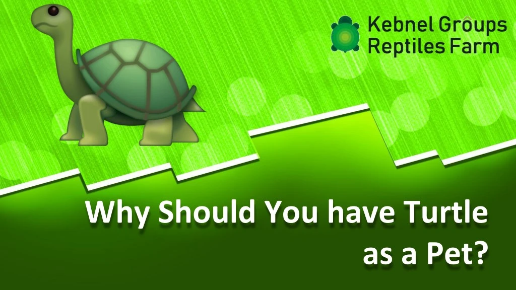 why should you have turtle