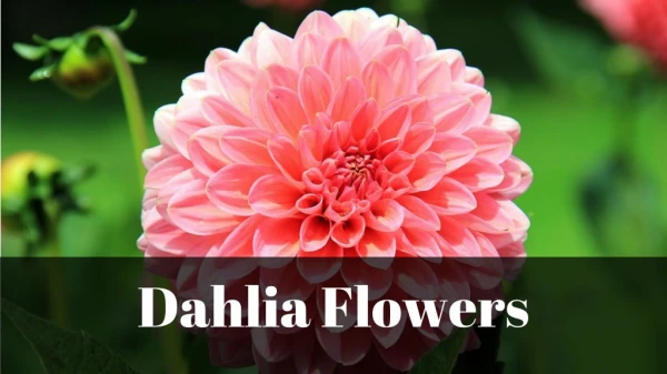 Different Types of Dahlia Flowers for Your Decoration