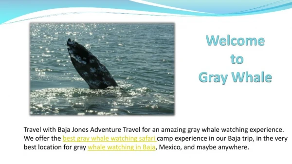 Baja Gray Whale Watching Trip