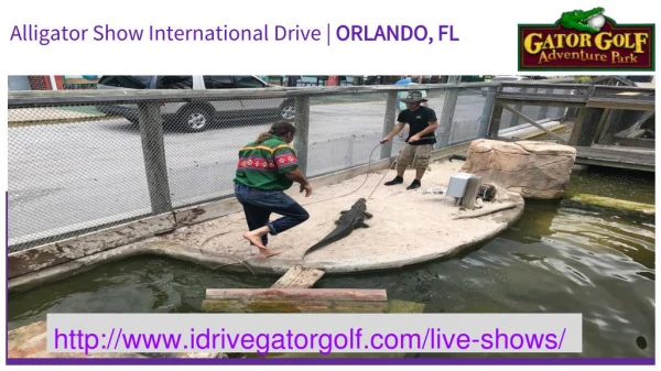 Alligator Show International Drive | ORLANDO, FL