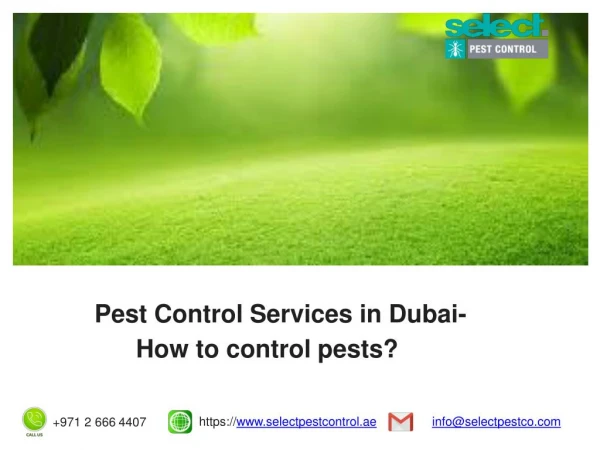 Pest Control Services in Dubai