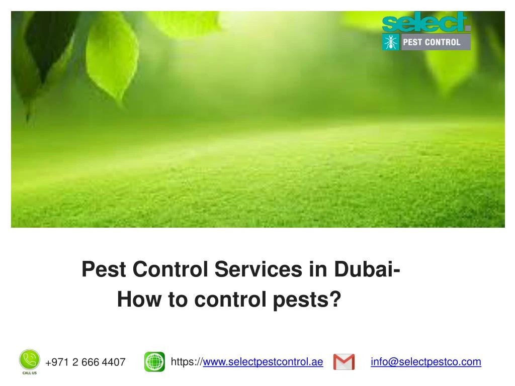pest control services in dubai how to control