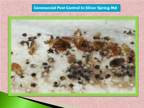 Commercial Pest Control in Silver Spring Md